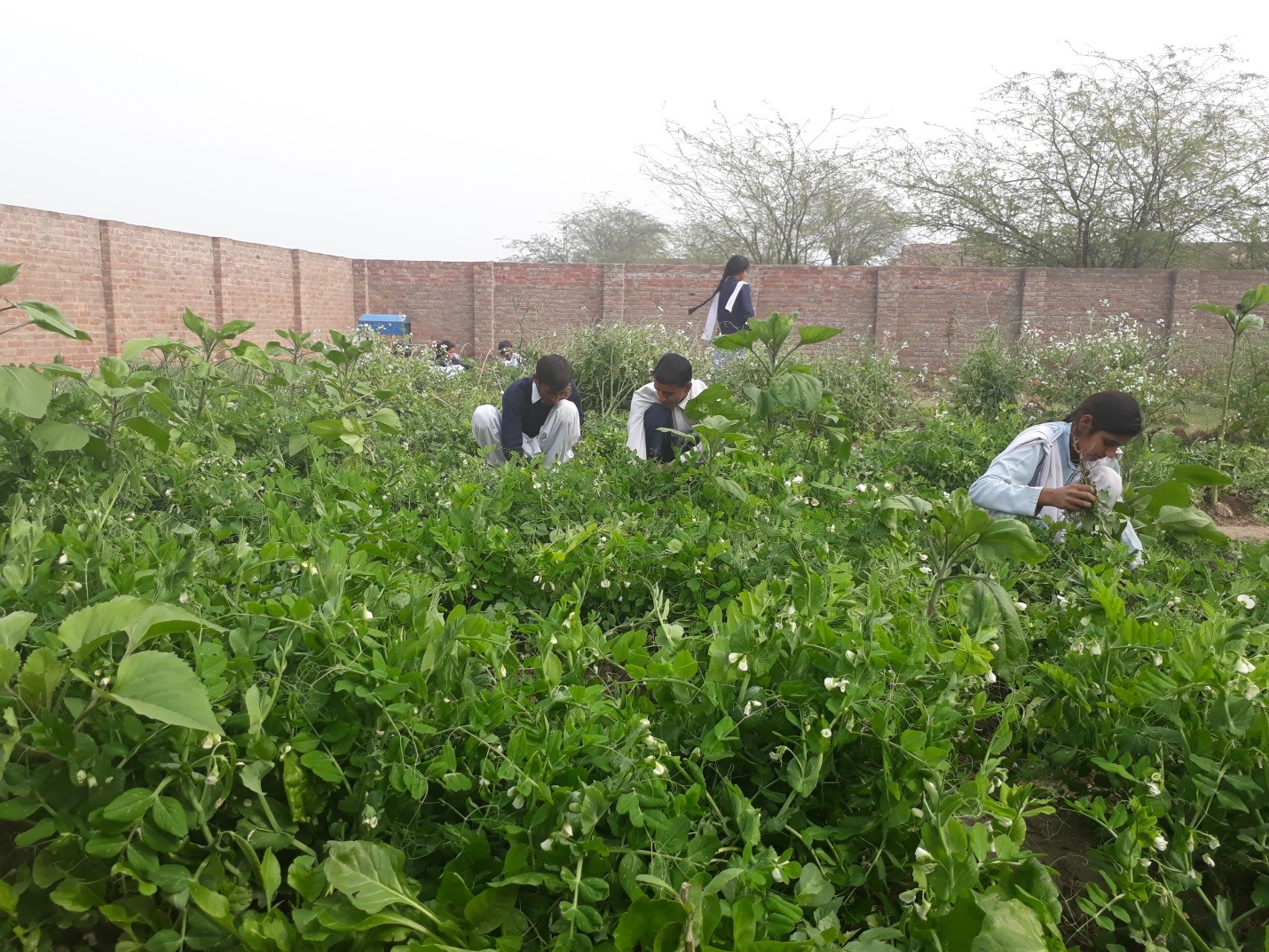 From Garden to Lab – By Nasira Habib